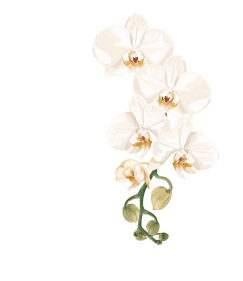 Une fleur de vanille, il s'agit de l'orchidée Vanilla planifolia