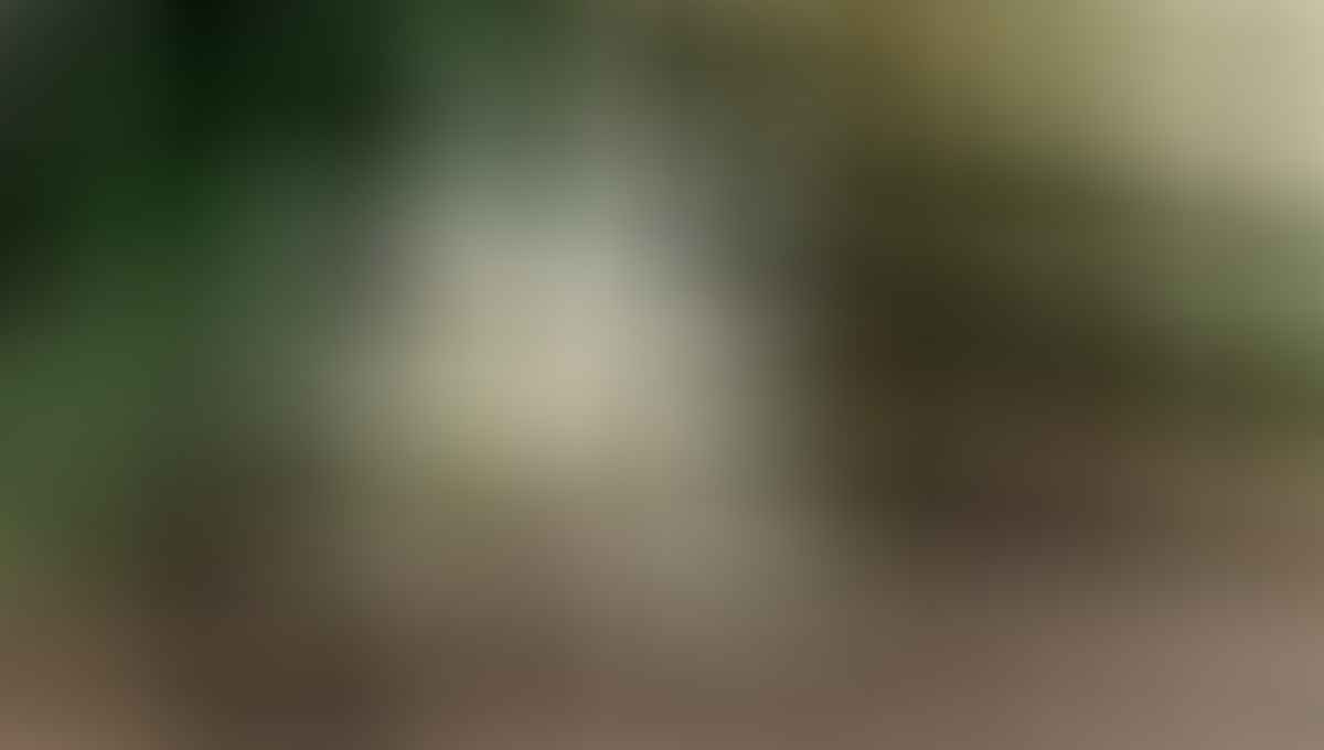 Vous ne le savez peut-être pas, mais derrière chaque gousse de vanille se cache une histoire fascinante de patience et de savoir-faire. Permettez-moi de vous révéler les secrets de cette orchidée d'exception.
