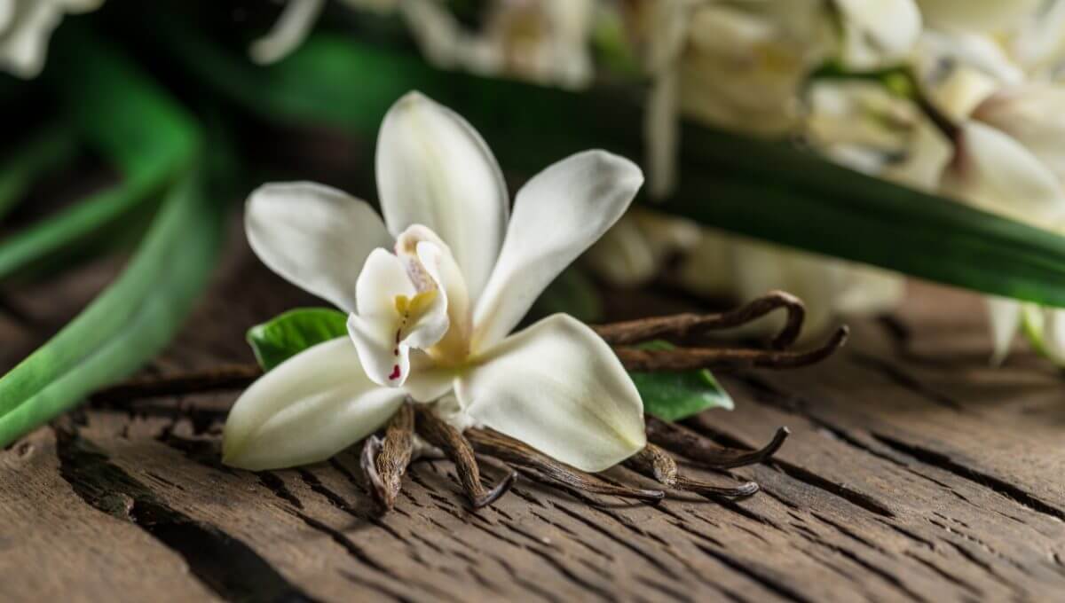 Vous ne le savez peut-être pas, mais derrière chaque gousse de vanille se cache une histoire fascinante de patience et de savoir-faire. Permettez-moi de vous révéler les secrets de cette orchidée d'exception.