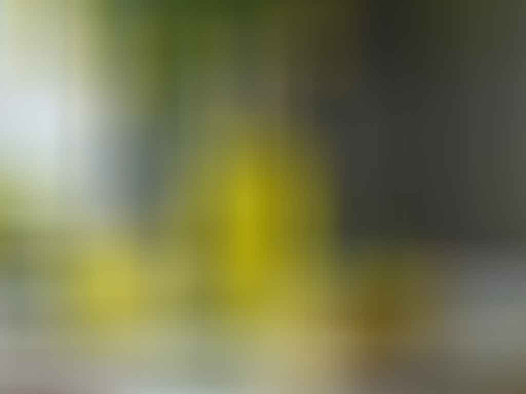 Recette limoncello servie dans un verre à cocktail avec glaçons, entourée de citrons frais et feuilles vertes.