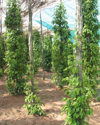 Poivre kampot Poivre kampot