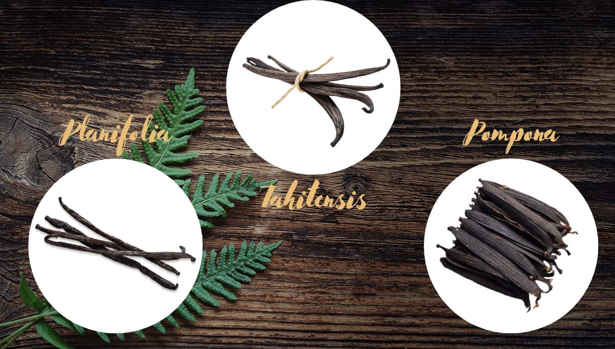 Conoscete le diverse varietà di vaniglia? 5 Découvrez les 3 variétés de vanille emblématiques : Planifolia de Madagascar, Tahitensis du Pacifique et Pompona des Antilles.