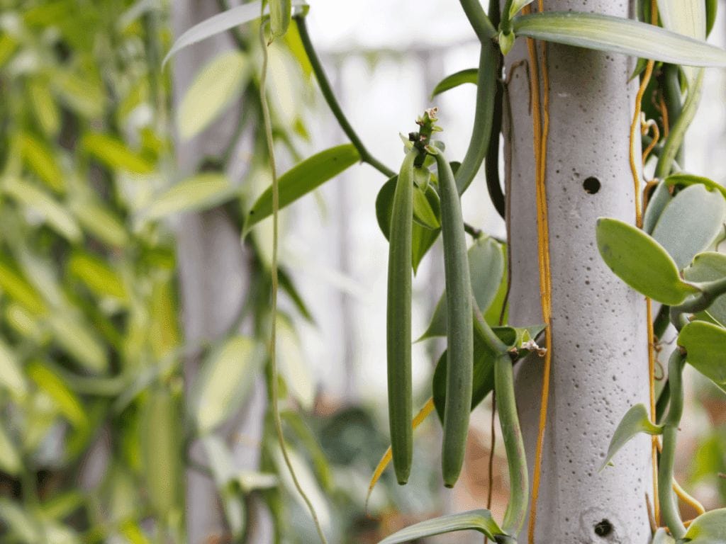 Conoscete le diverse varietà di vaniglia? 2 vaniglia tahitensis