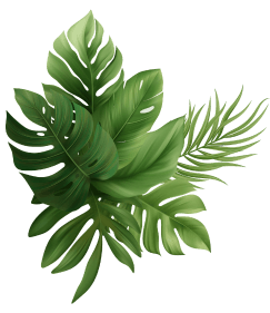 Des feuilles de plantes tropicales, originaires de Madagascar. Les orchidées de vanille poussent souvent dessus.