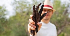 Der Anbau der Vanille: von der Pflanze bis zur Schote 7 Homme, agriculteur, ouvrier tenant dans leurs mains des gousses de caroube brunes et mûres pendant la saison de la récolte à la campagne.