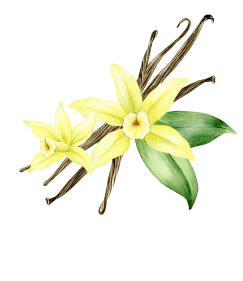 La gousse constitue indéniablement la forme la plus prestigieuse de la vanille. Ces bâtonnets d'un noir profond, reconnaissables à leur brillance naturelle, renferment une multitude de graines microscopiques au potentiel aromatique exceptionnel.
