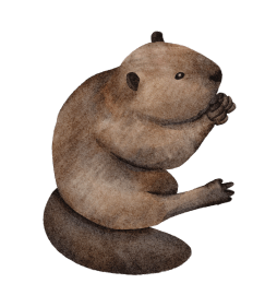 Bien que l'utilisation du castoreum dans l'industrie alimentaire soit aujourd'hui extrêmement rare, il reste occasionnellement utilisé en parfumerie de luxe, principalement sous forme synthétique.