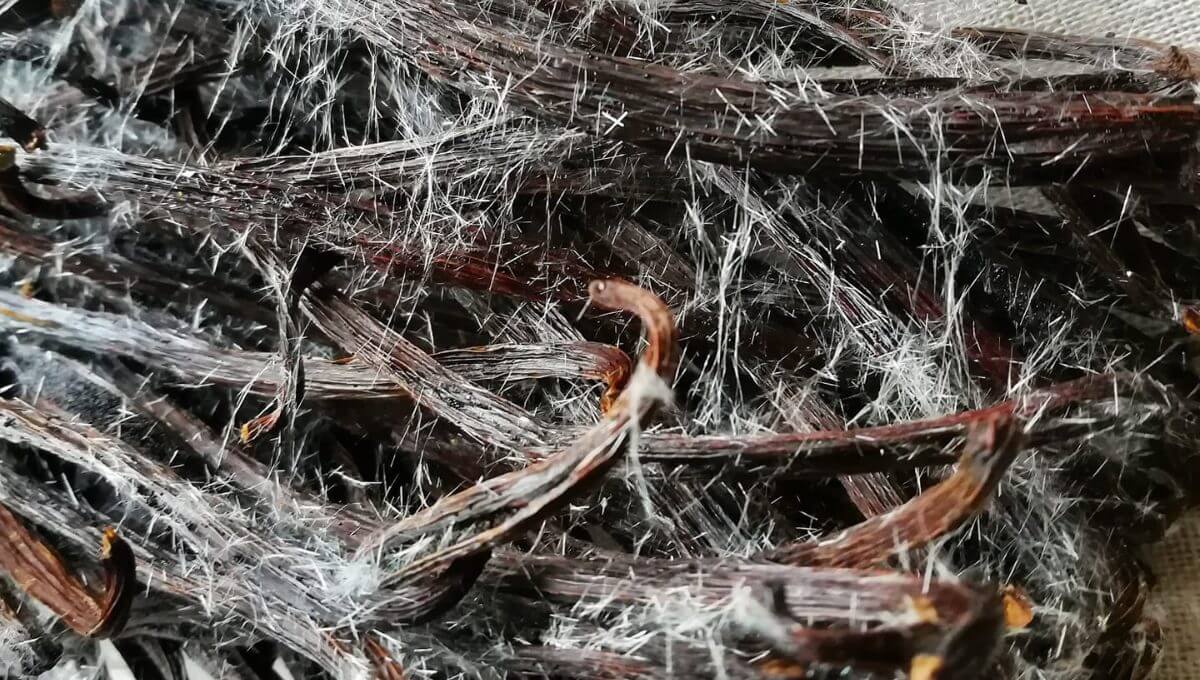 Cette variété exceptionnelle se caractérise par la présence de cristaux de vanilline en surface. La longueur de la gousse influence directement son taux de vanilline, et l'apparition du givre témoigne d'un affinage traditionnel respectueux.