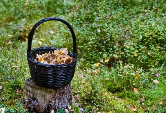 Chanterelles au Vinaigre, champignons marinés en bocal, prêts pour apéritif ou accompagnement.