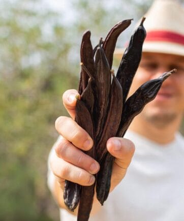 Homme, agriculteur, ouvrier tenant dans leurs mains des gousses de caroube brunes et mûres pendant la saison de la récolte à la campagne.