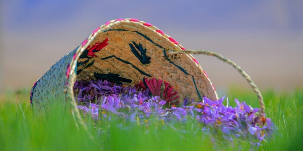 brown and blue hat on purple flower field during daytime