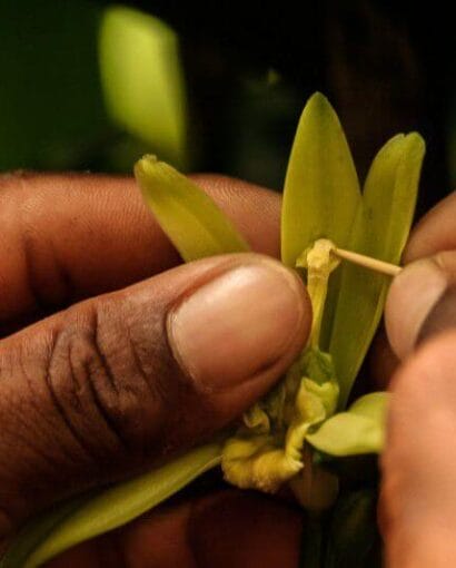 La pollinisation de la vanille est une opération délicate qui nécessite une intervention humaine.